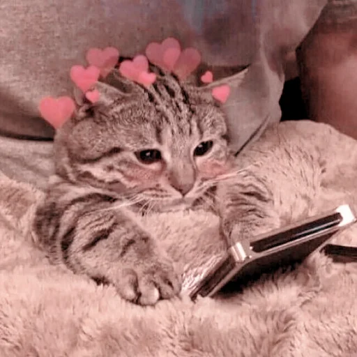 кошка кошачьи животное