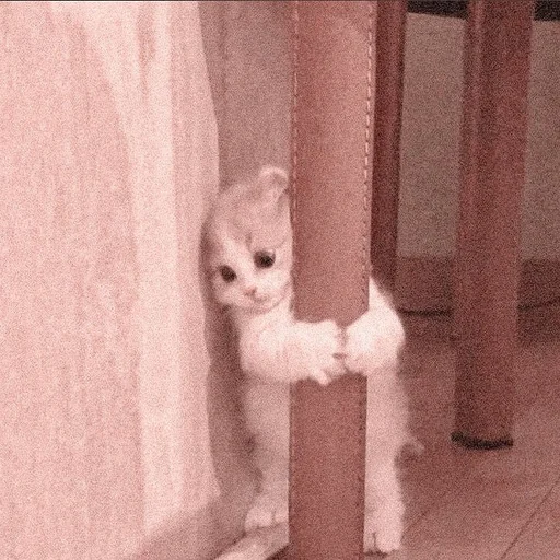 млекопитающее кошки малого и среднего размера животное