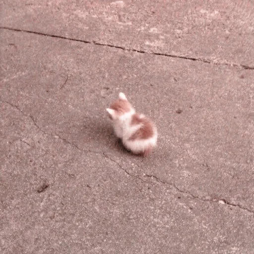 земля кошка животное