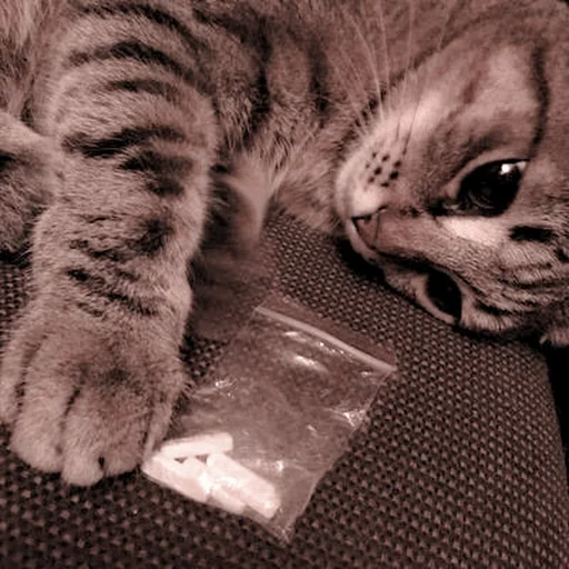 животное кошачьи млекопитающее