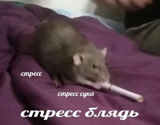 mammal animal rodent