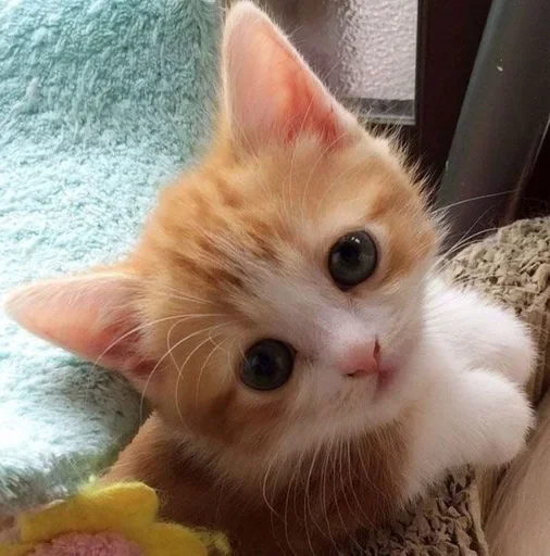 animal small to medium-sized cats mammal