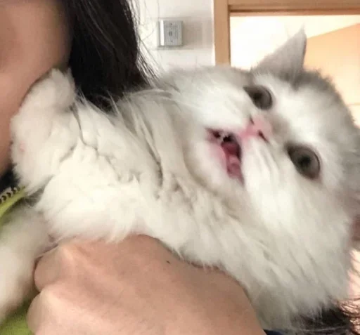 mammal animal indoor