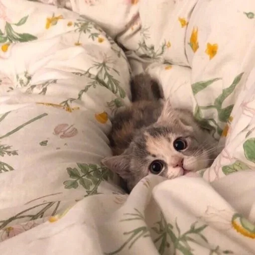 indoor small to medium-sized cats felidae