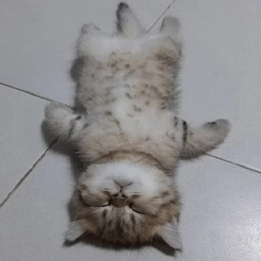 mammal animal felidae