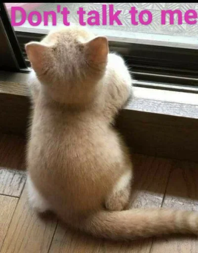 animal mammal small to medium-sized cats