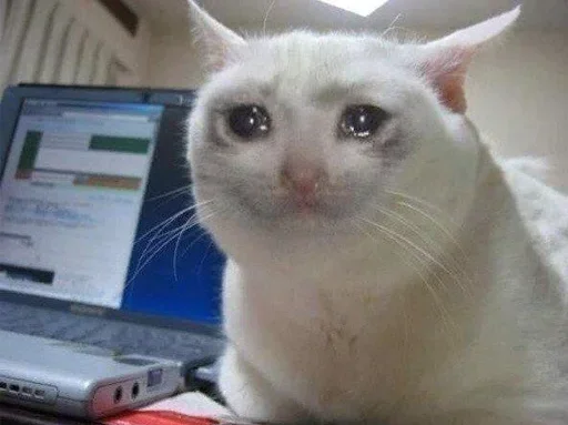 small to medium-sized cats indoor animal