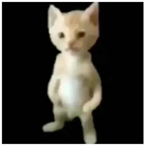 domestic cat small to medium-sized cats animal