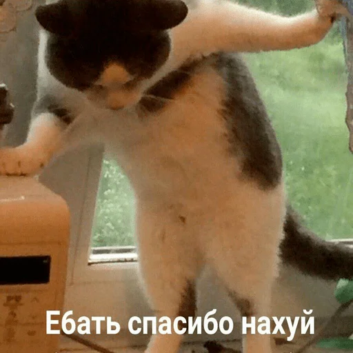 small to medium-sized cats mammal cat