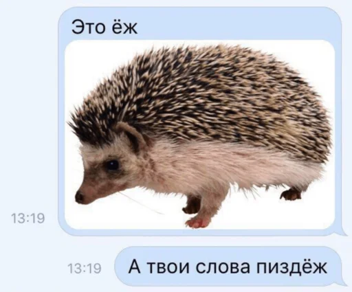 animal mammal hedgehog