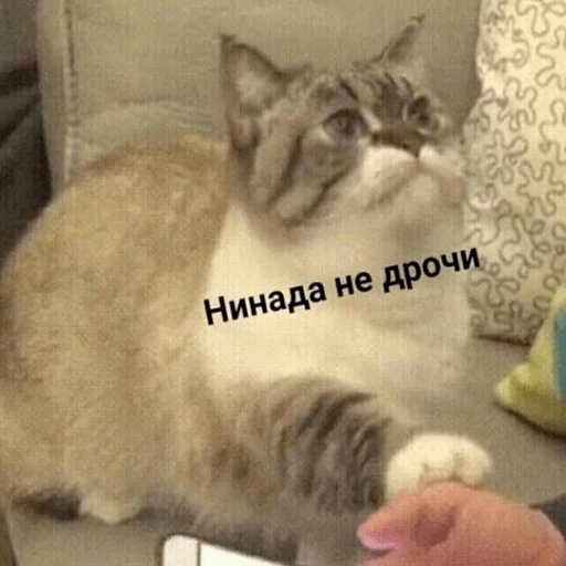 mammal animal small to medium-sized cats