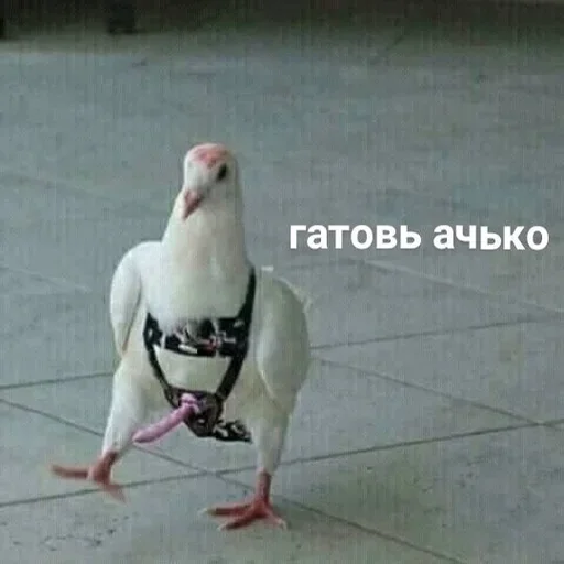 животное птица голубь