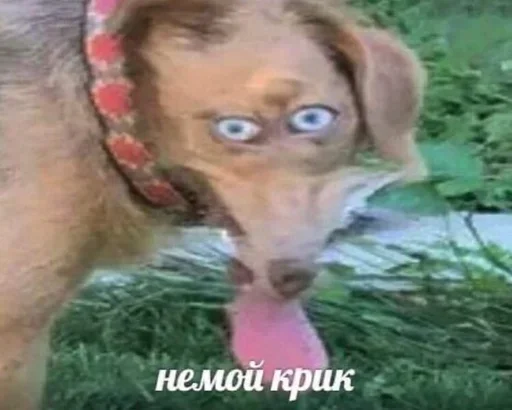 dog breed animal mammal