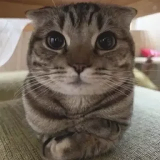 Sticker буебуе - 4