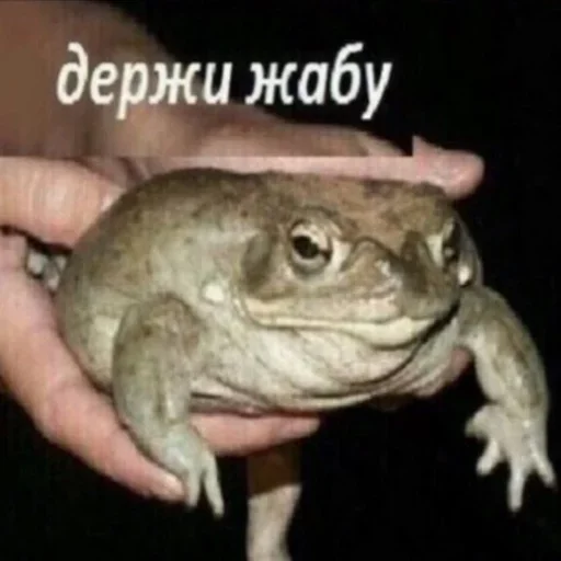 животное лягушка амфибия