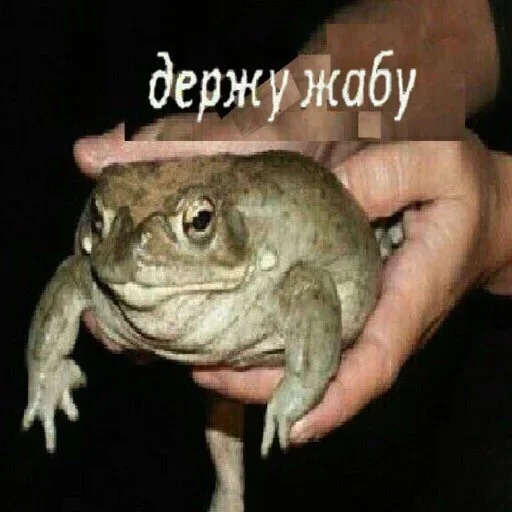 animal frog amphibian