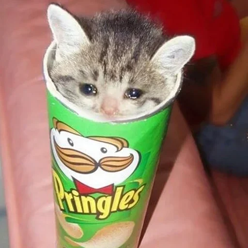 кошка животное котёнок