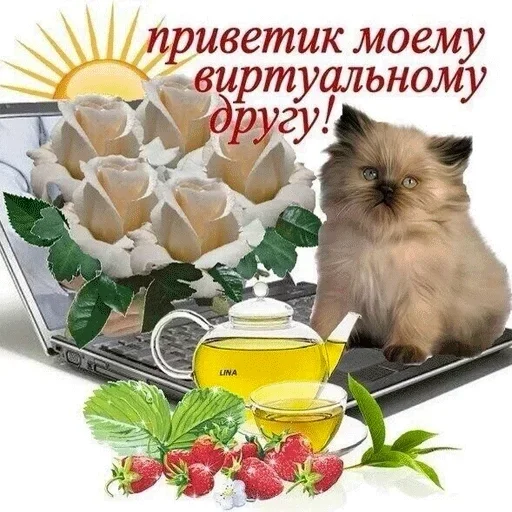 кошка фрукт животное