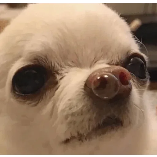 домашнее животное млекопитающее собака