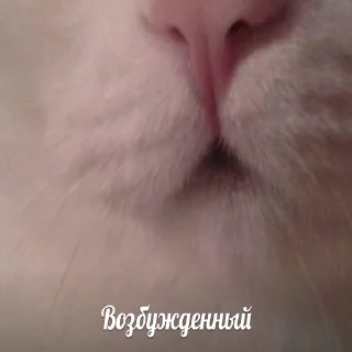 Sticker буйные - 9