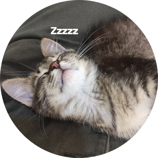 Sticker c176dada_9386_475a_b1fe_c4e229747f88_by_sticat_bot - 1