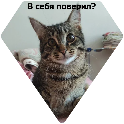 Sticker c176dada_9386_475a_b1fe_c4e229747f88_by_sticat_bot - 1