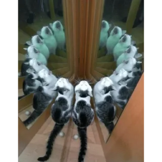 Стикер Что блин @PROveL_bot - 5