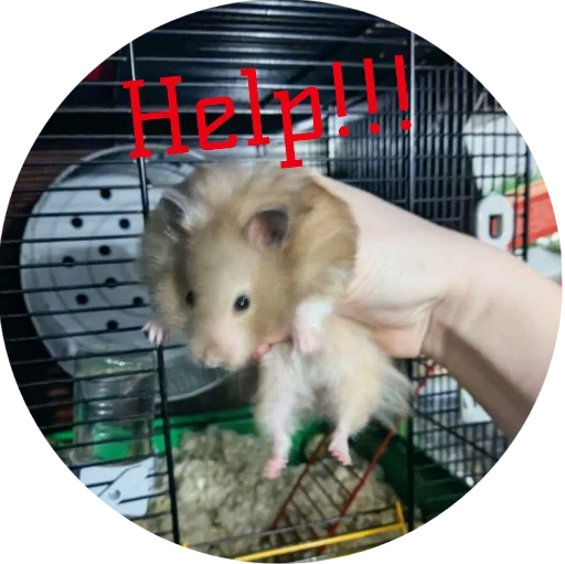 🐹 - 