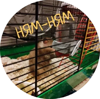 Стикер 🐹 - 2