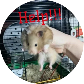 Стикер 🐹 - 6