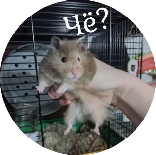 Стикер 🐹 - 4