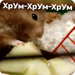 Стикер 🐹 - 5
