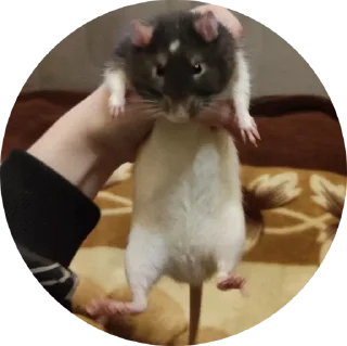 Стикер 🐹 - 3