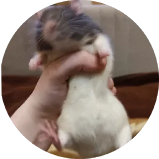 Стикер 🐹 - 1