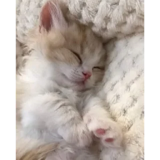 Sticker котики💕 - 11