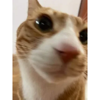 Sticker котики💕 - 9