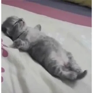 Sticker котики💕 - 8