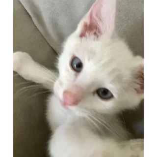 Sticker котики💕 - 1