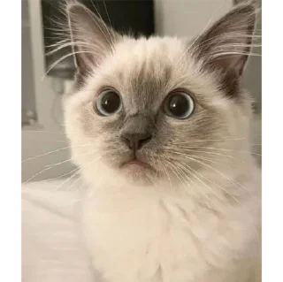 Sticker котики💕 - 10