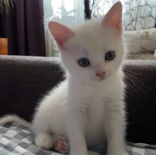 Sticker котики💕 - 0