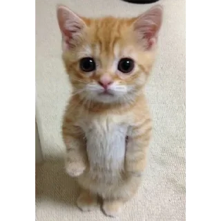 Sticker котики💕 - 2