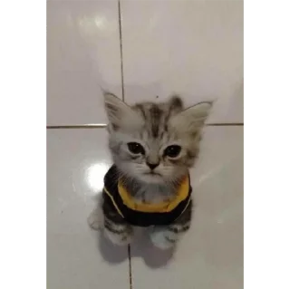 Sticker котики💕 - 3