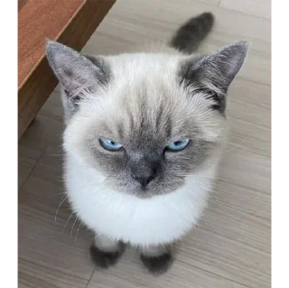 Sticker котики💕 - 5