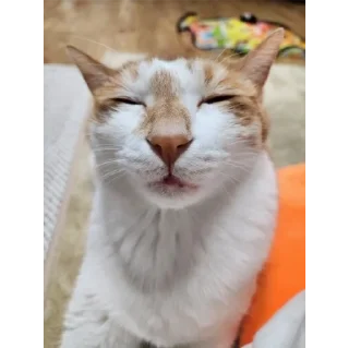 Sticker котики💕 - 7