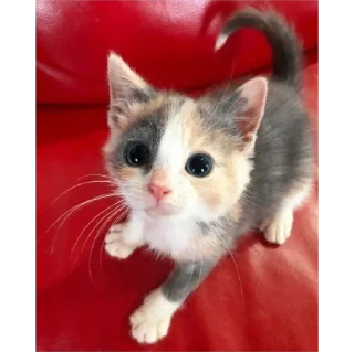 Sticker котики💕 - 4