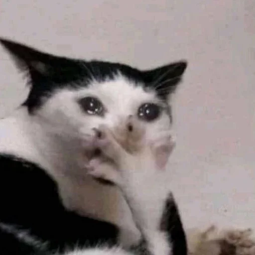 Sticker КОТИКИ by @sticat_app - 11