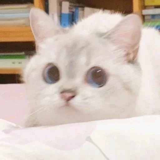 Sticker КОТИКИ by @sticat_app - 10