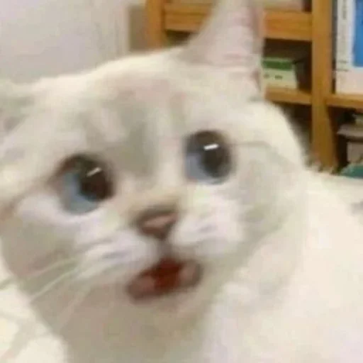 Sticker КОТИКИ by @sticat_app - 9