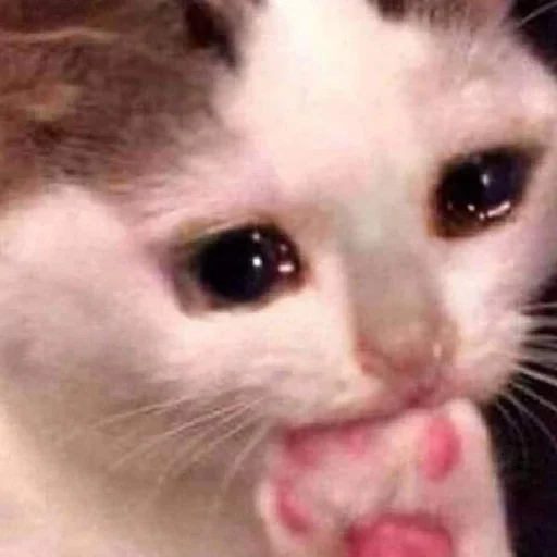 Sticker КОТИКИ by @sticat_app - 8