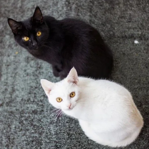 Sticker КОТИКИ by @sticat_app - 6